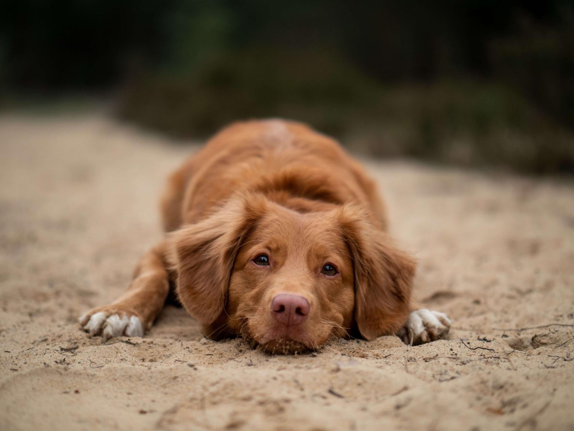 Dog Farts Smell Bad? Here’s How To Help
