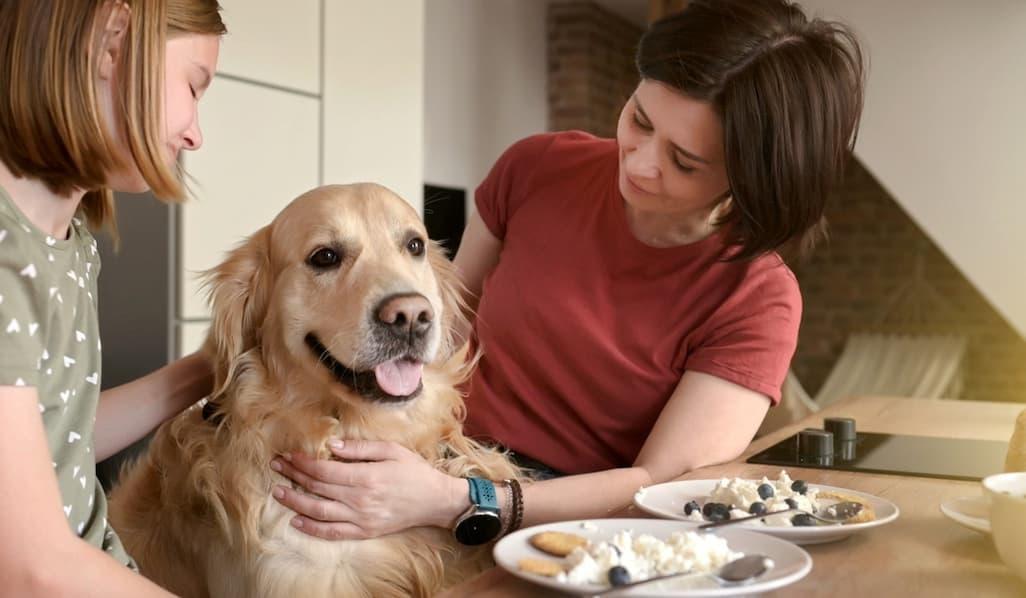 16 Natural Probiotic & Prebiotic Foods Your Dog Will Love
