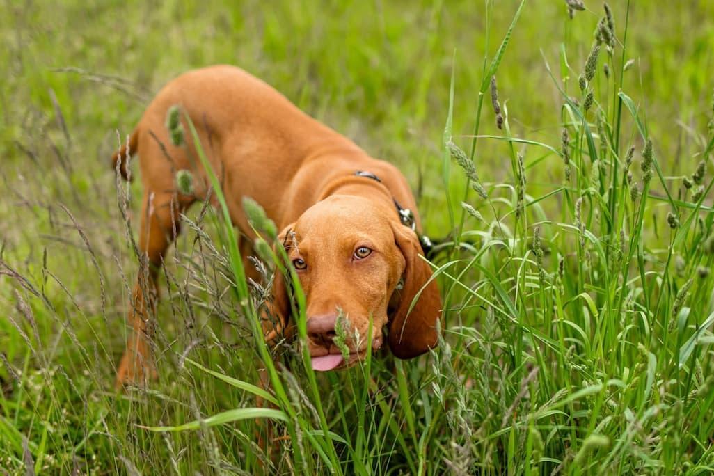 Green Dog Poop: 7 Causes Explained by a Vet