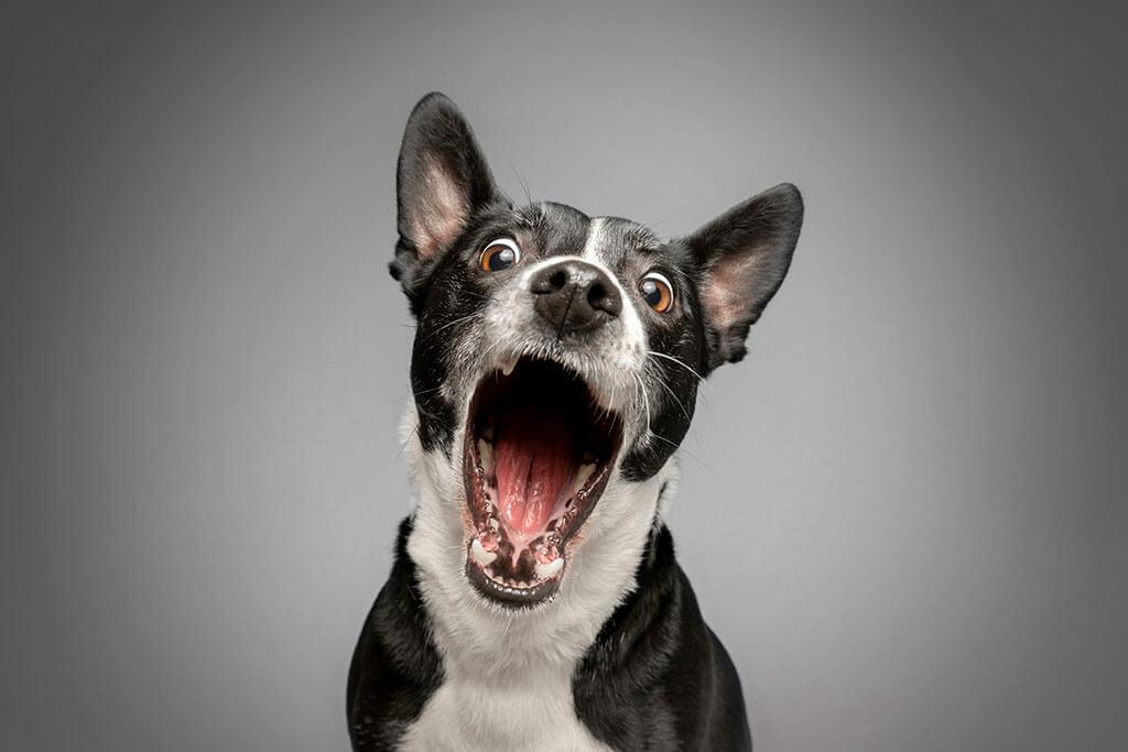Dog Bleeding from the Mouth: 5 Possible Causes & How to Help